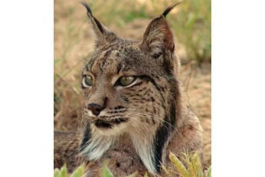 Pirenseusi vagy spanyol lynx
